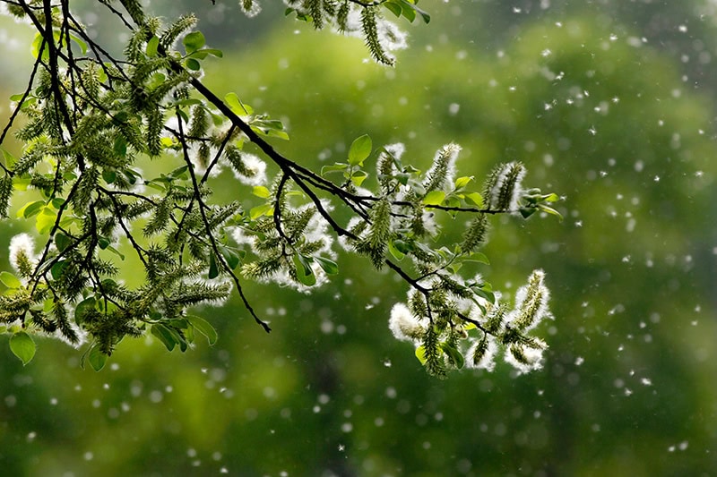 AC and Allergies. Pollen from a tree floating in the air.